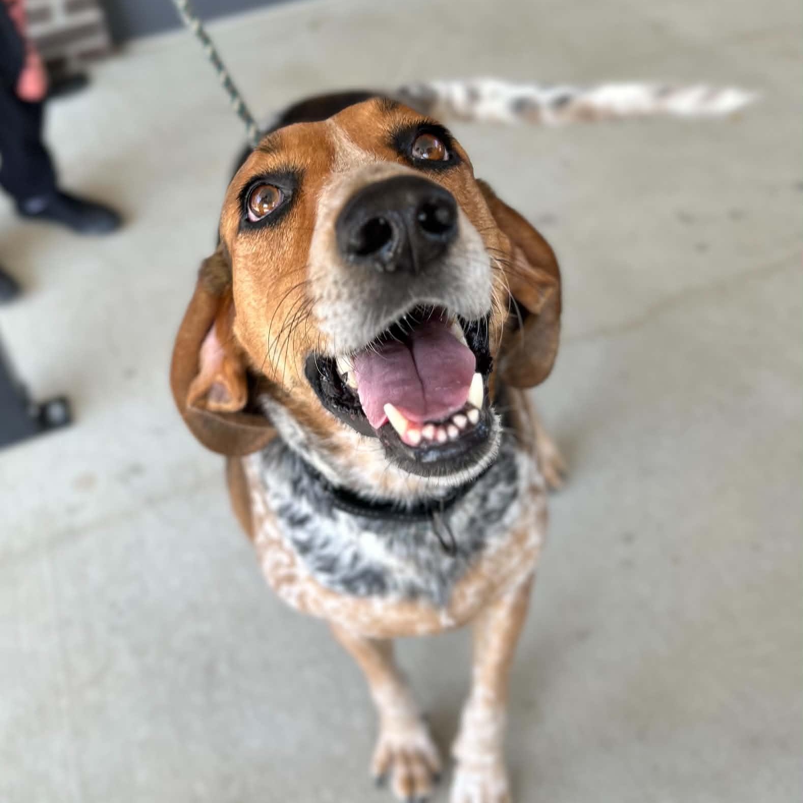 Juniper, Adoptable, Young Female Coonhound & Mixed Breed.