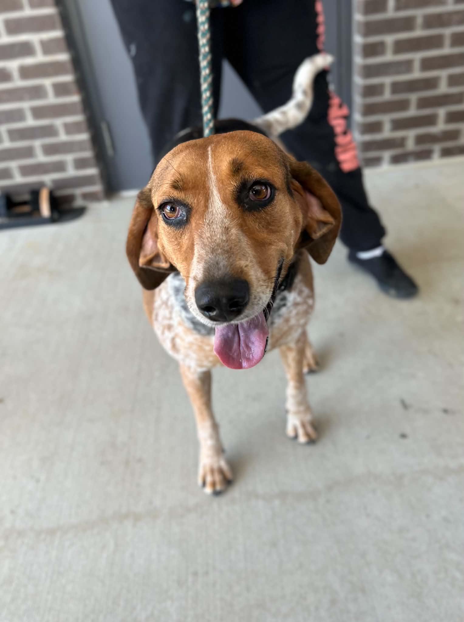 Enlarge Juniper, a Adoptable mixed breed in Manchester, TN image 3/5