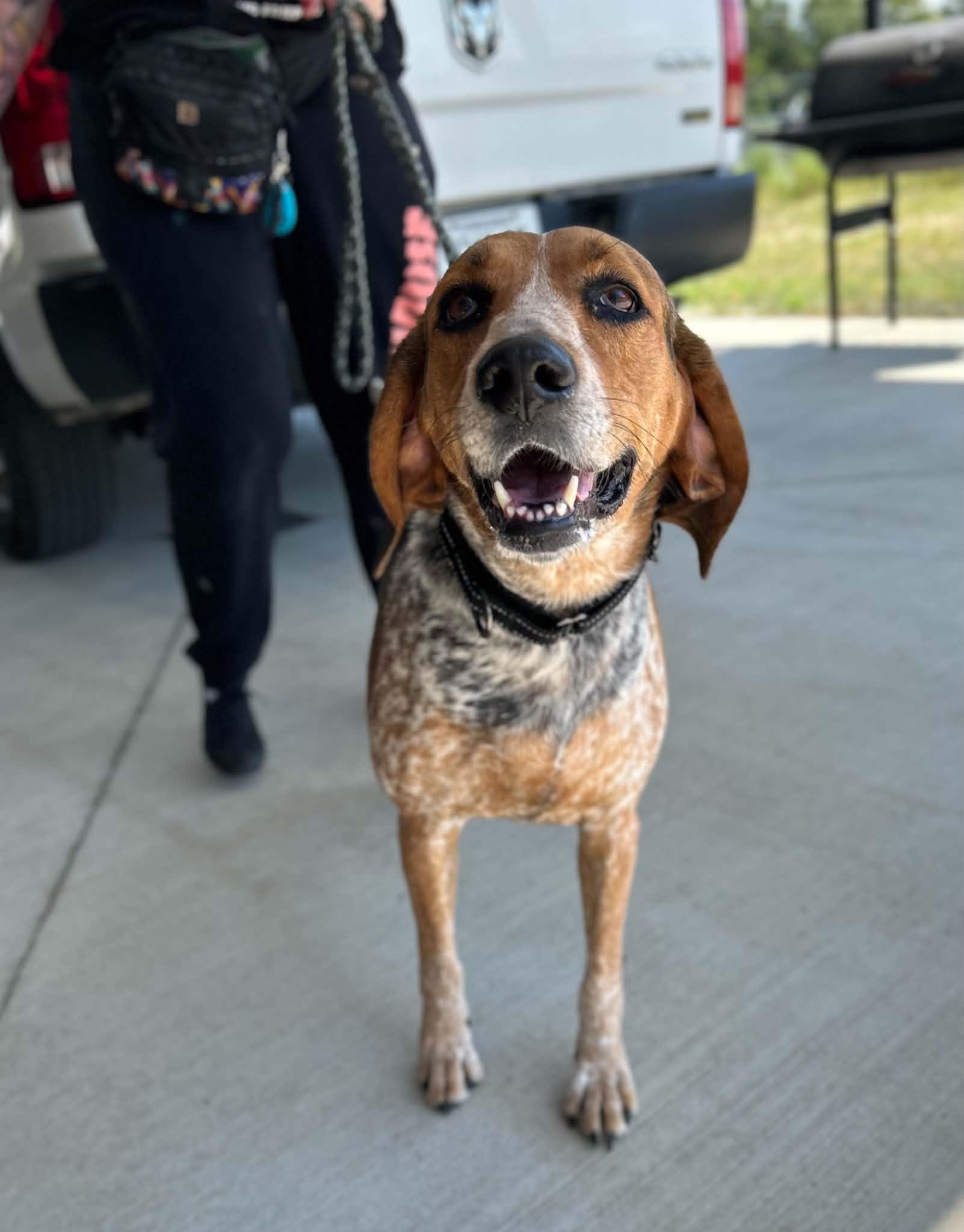 Enlarge Juniper, a Adoptable mixed breed in Manchester, TN image 5/5