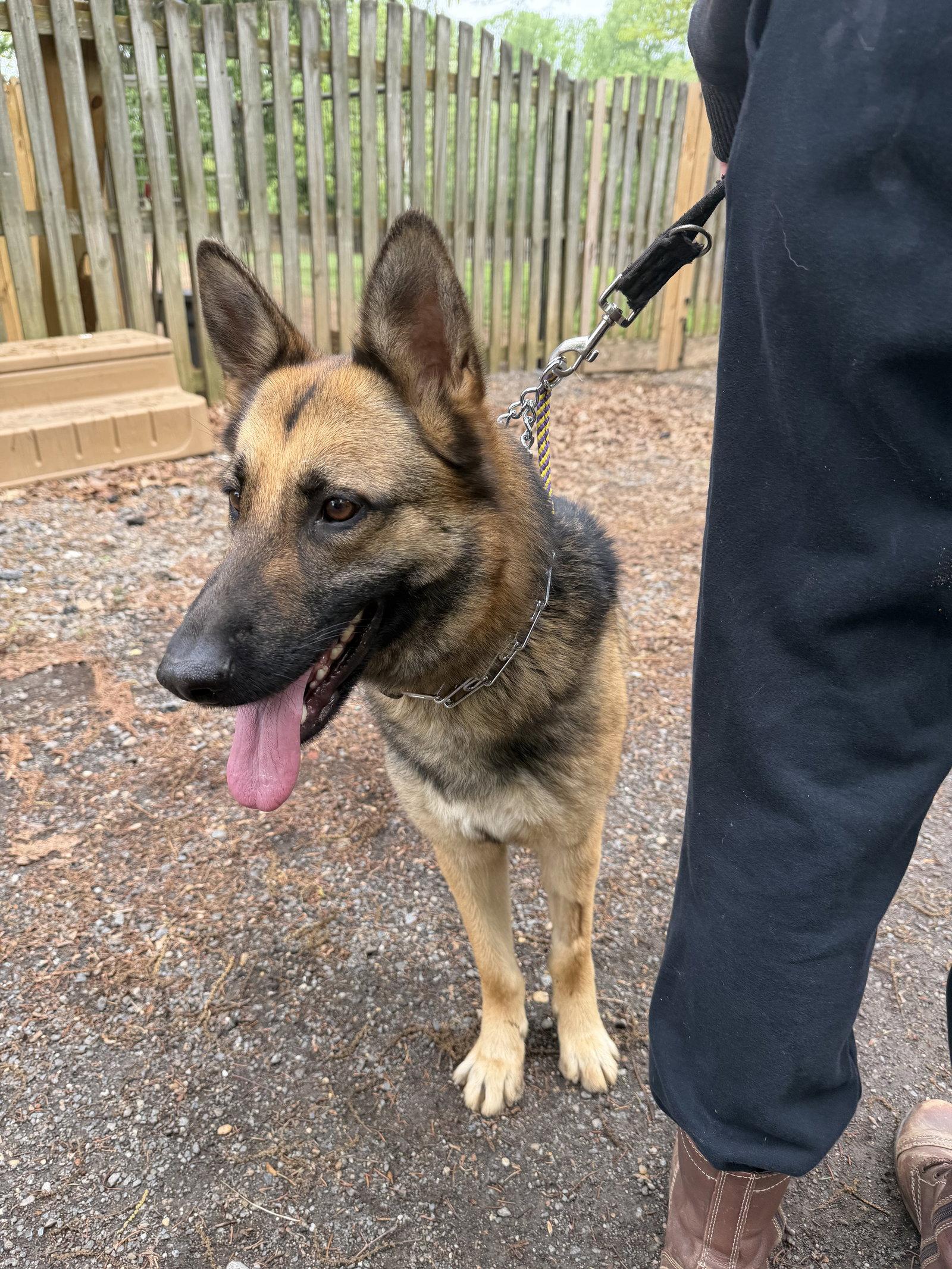 Enlarge Gia, a Adoptable German Shepherd Dog in Baltimore, MD image 3/3