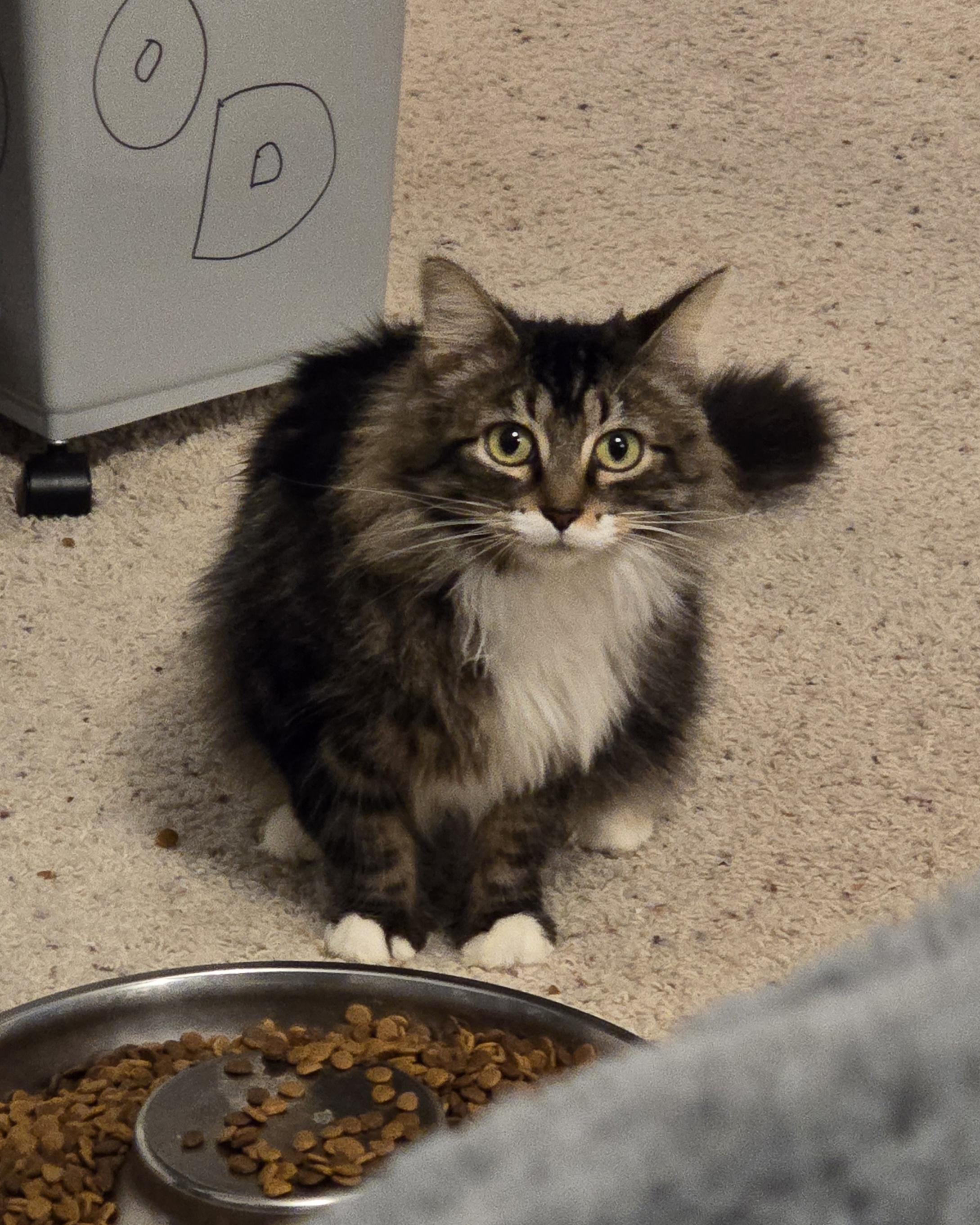 Aphrodite, adoptable, Adult Female Tabby.