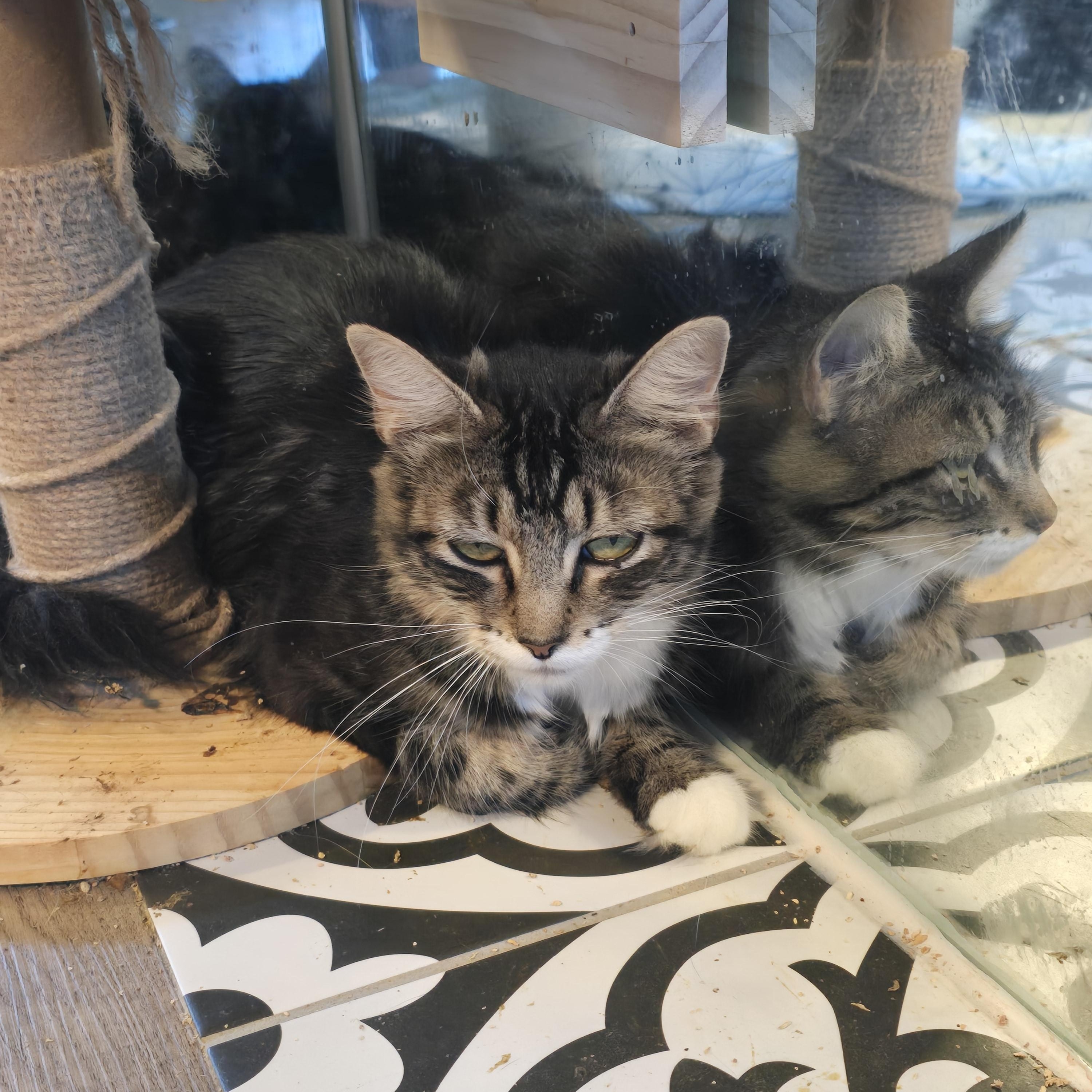 Aphrodite, Adoptable, Adult Female Tabby.