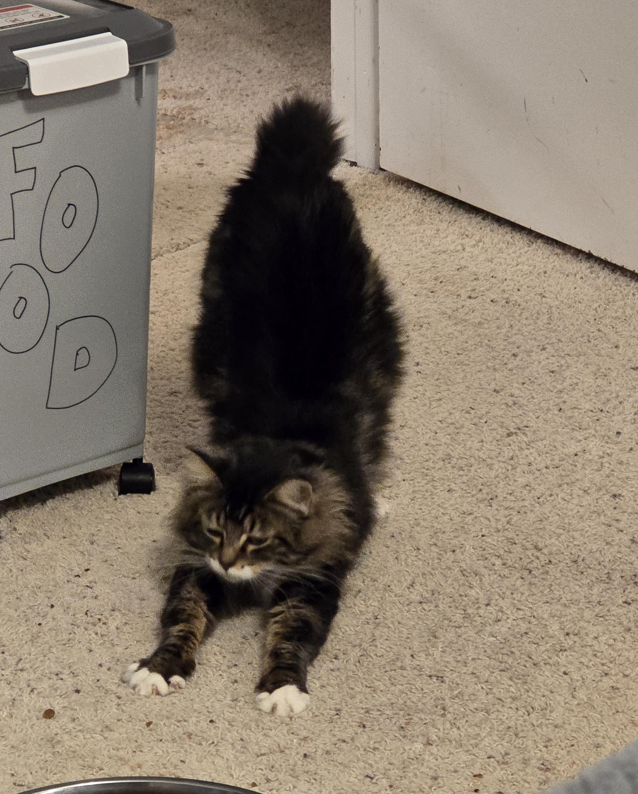 Aphrodite, an adoptable Tabby in Lacey, WA image 2/2