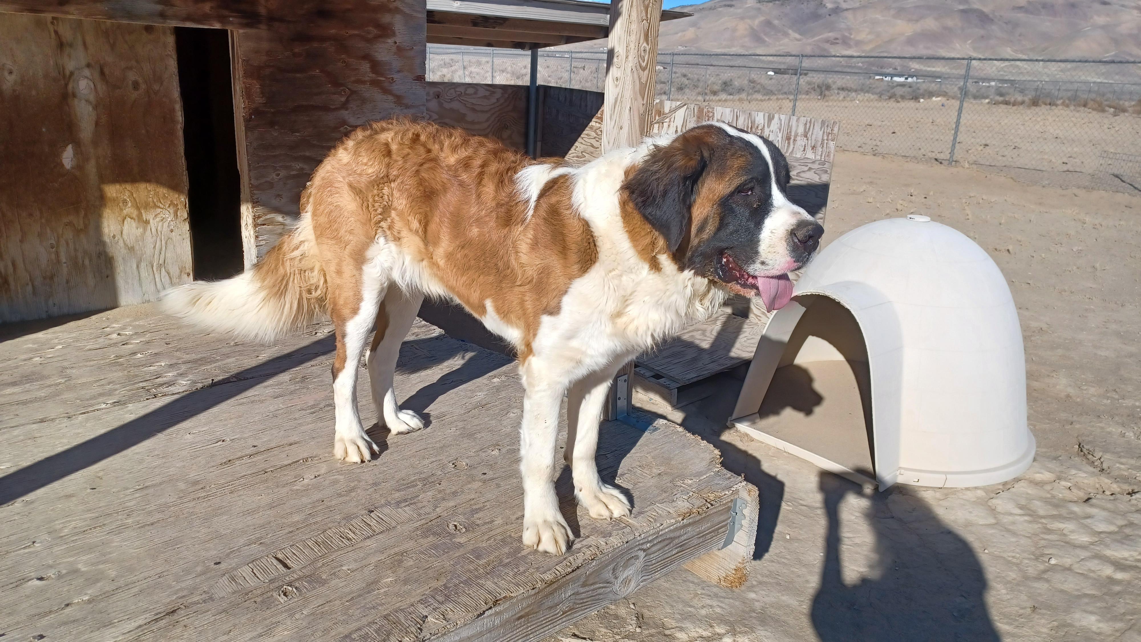 JUNIE, an adopted Saint Bernard in Sparks, NV image 1/3