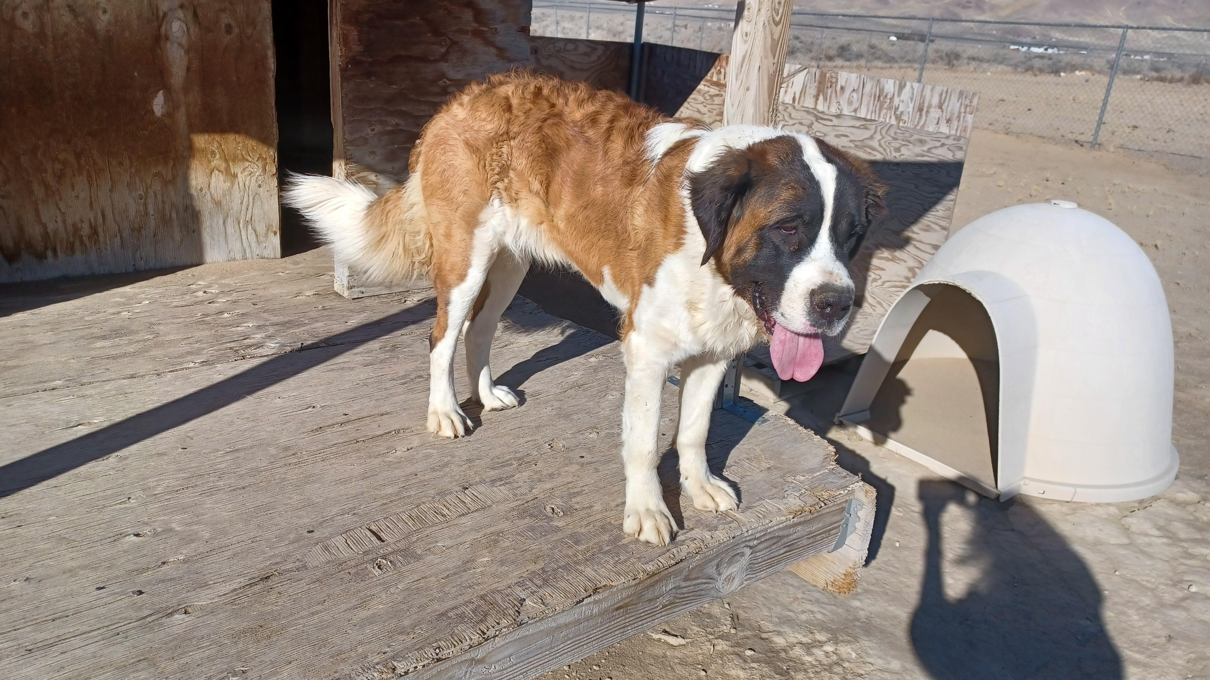 JUNIE, an adopted Saint Bernard in Sparks, NV image 2/3