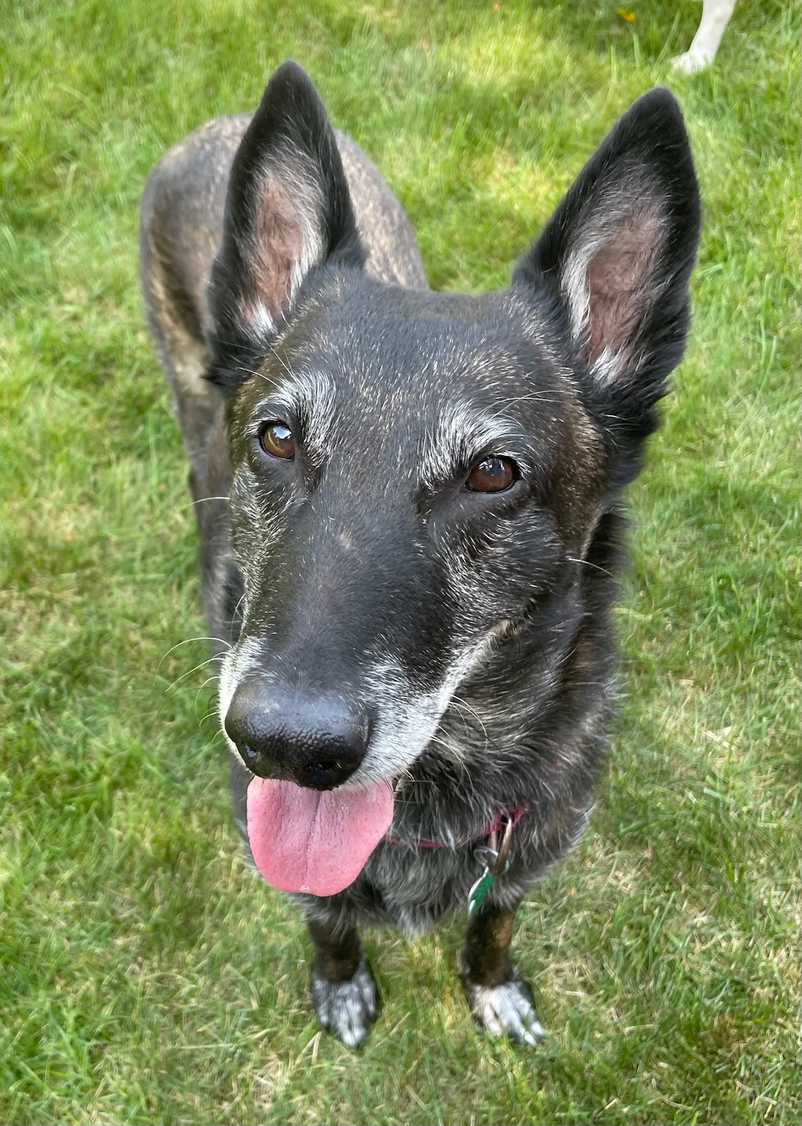 Nikki, Adult Female Belgian Shepherd / Malinois