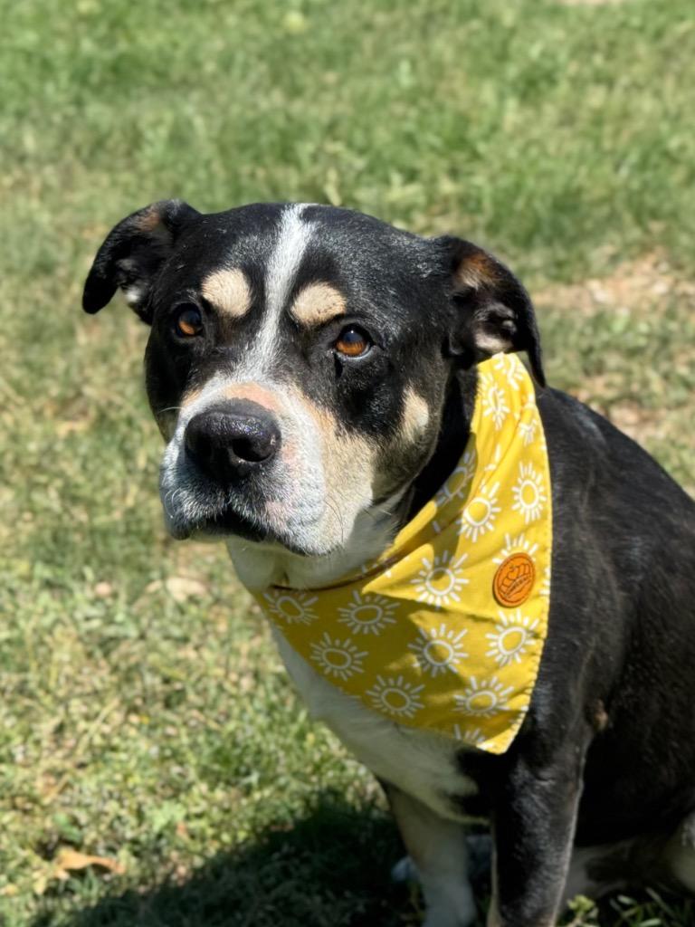 Boone, Adoptable, Adult Male Terrier.