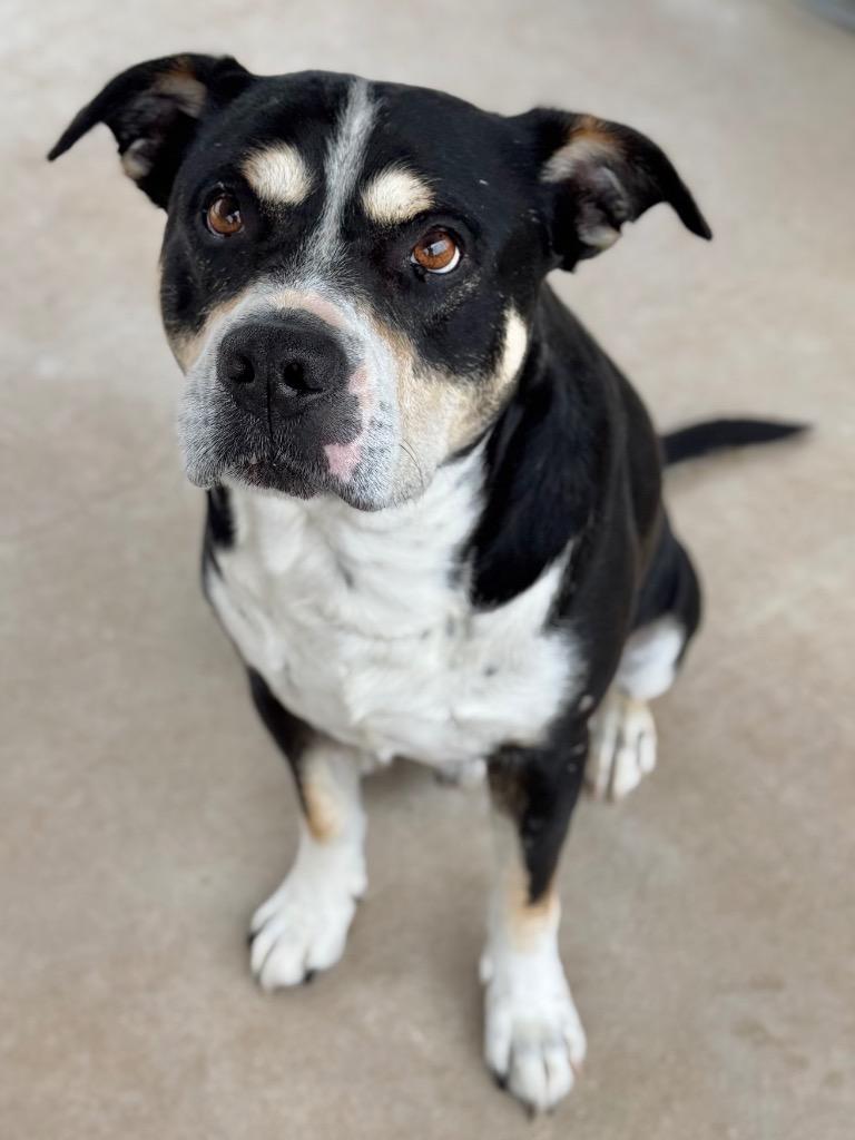 Boone, a Adoptable Terrier in Canyon Lake, TX image 2/5