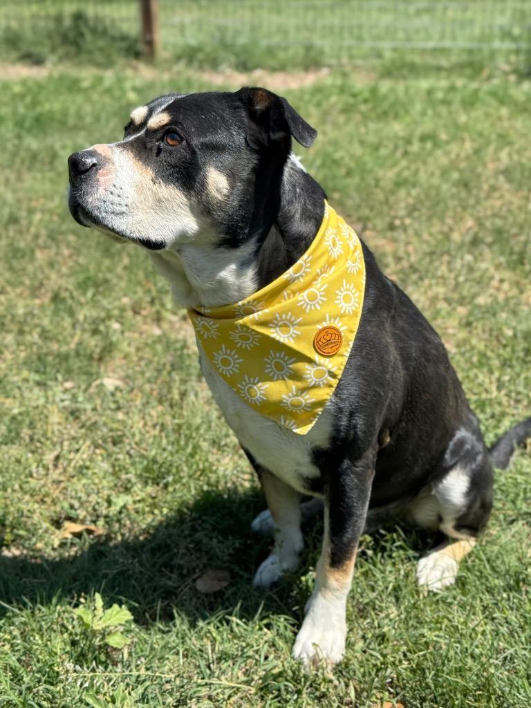 Boone, a Adoptable Terrier in Canyon Lake, TX image 4/5