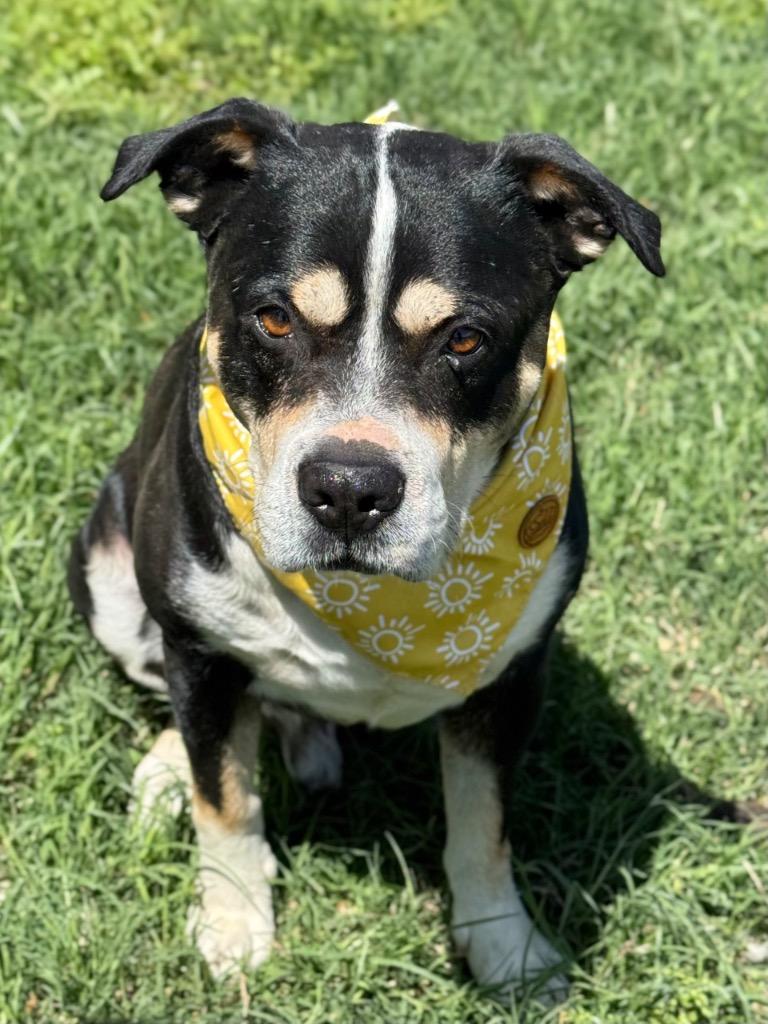 Enlarge Boone, a Adoptable Terrier in Canyon Lake, TX image 2/5
