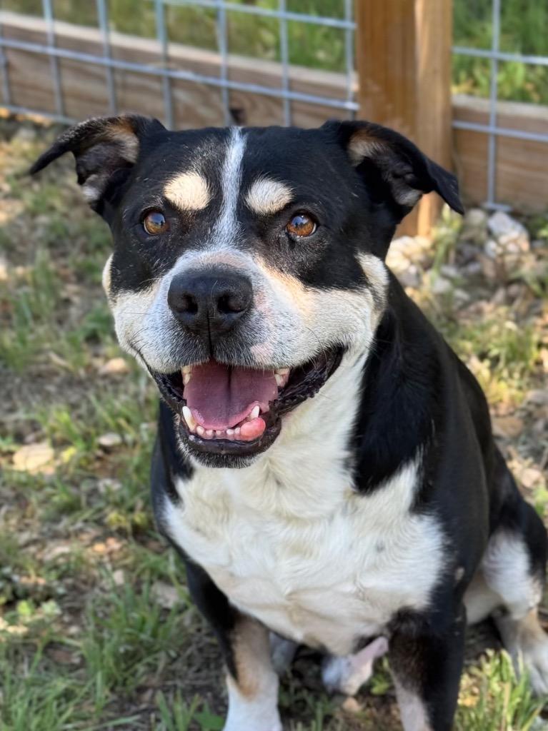 Enlarge Boone, a Adoptable Terrier in Canyon Lake, TX image 3/5