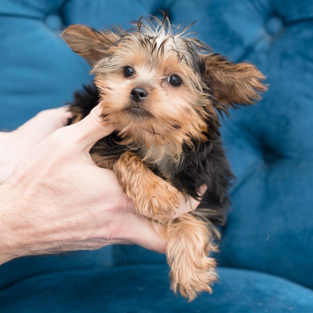 Enlarge Cremini, an adopted Yorkshire Terrier in Zionsville, IN image 1/1