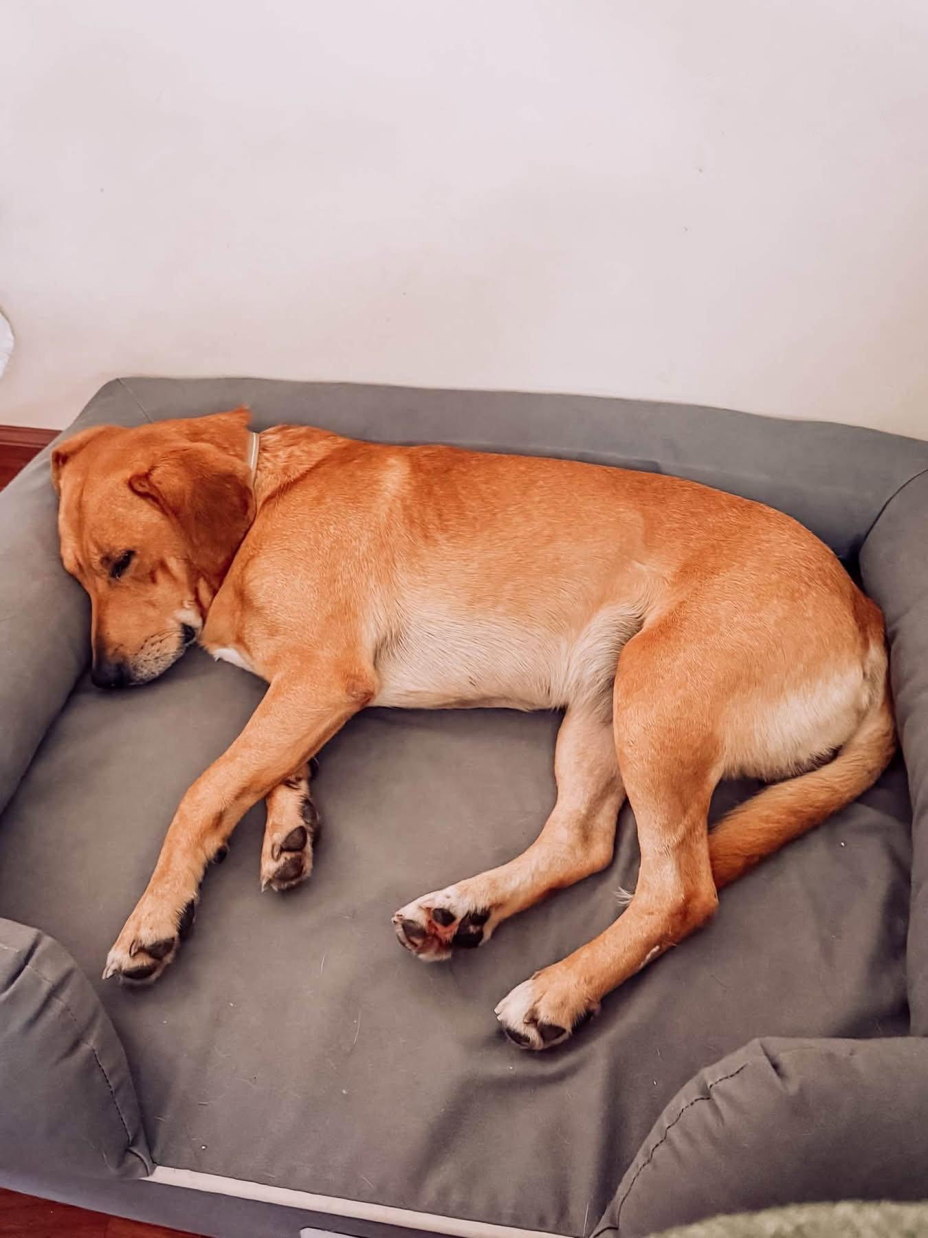 Enlarge Weller, a Adopted Labrador Retriever in Germantown, OH image 1/3