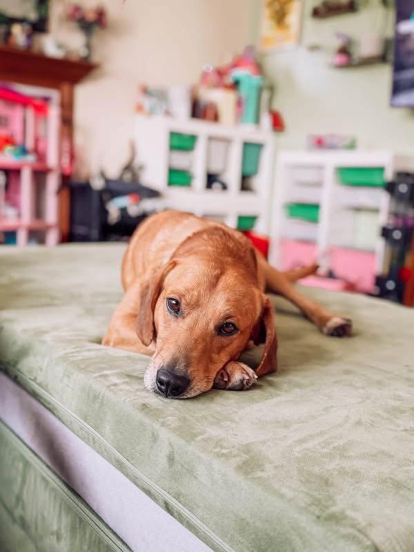 Enlarge Weller, a Adopted Labrador Retriever in Germantown, OH image 2/3