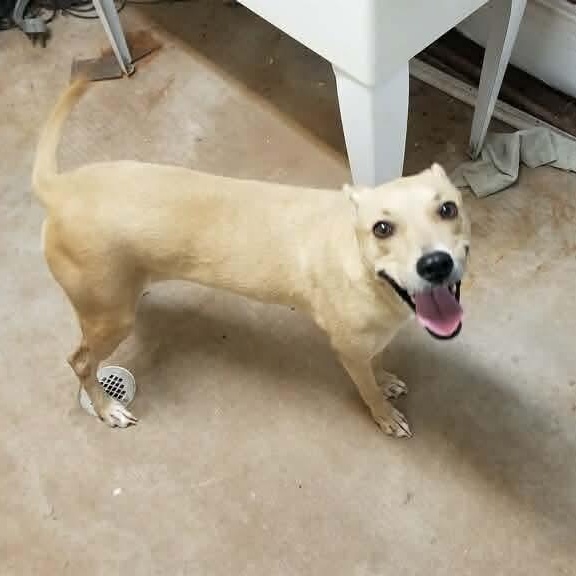 Sophie, adopted, Young Female Whippet & Greyhound.
