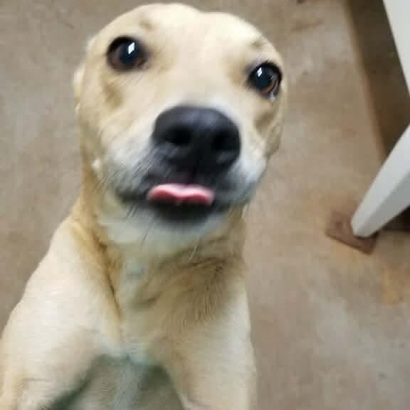 Enlarge Sophie, an adopted mixed breed in Waco, TX image 3/5
