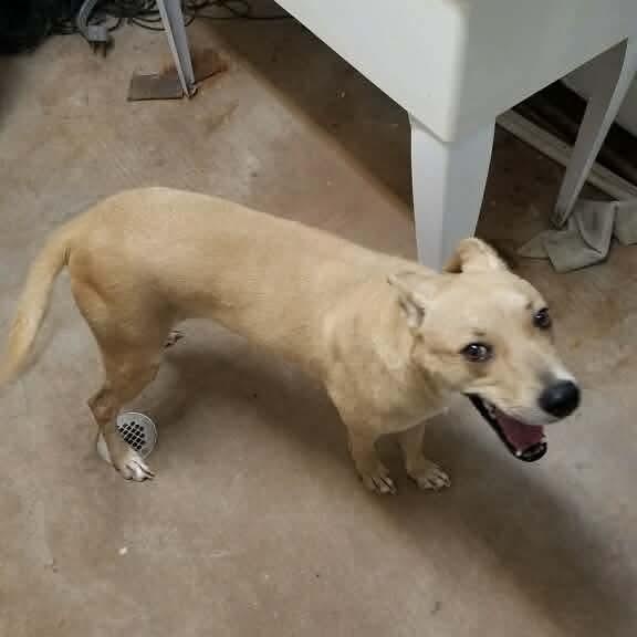 Enlarge Sophie, an adopted mixed breed in Waco, TX image 4/5