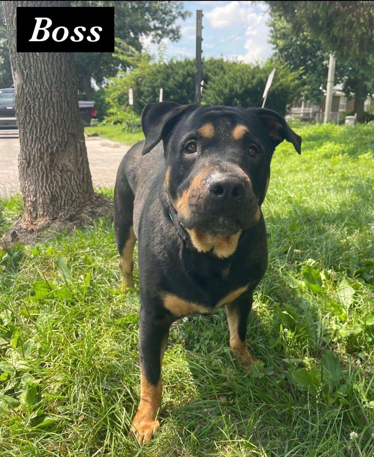 Boss, an adopted mixed breed in Springfield, IL image 2/2