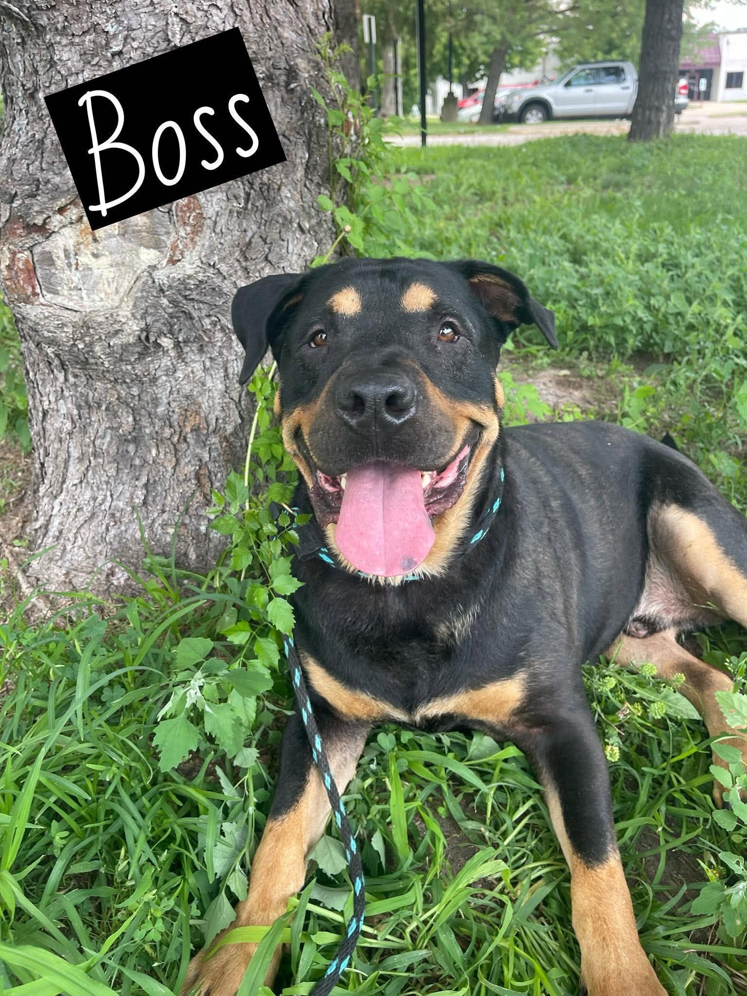 Boss, an adopted mixed breed in Springfield, IL image 1/2