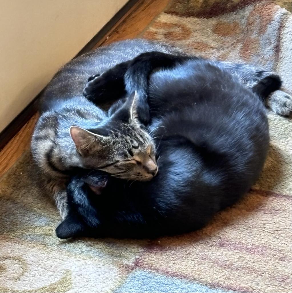 Dash, a Adoptable Domestic Short Hair in Westport, CT image 1/6