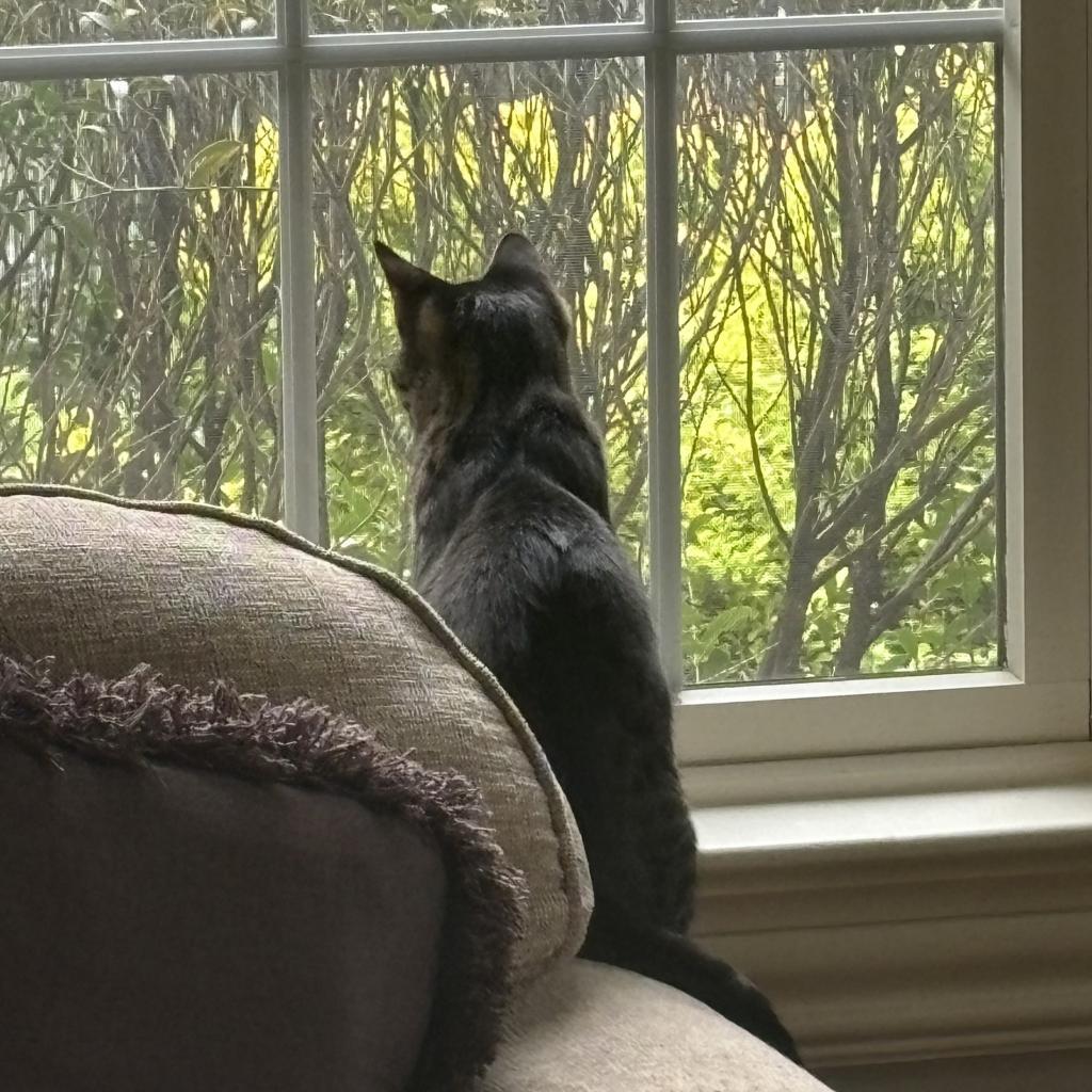 Dash, a Adoptable Domestic Short Hair in Westport, CT image 2/6