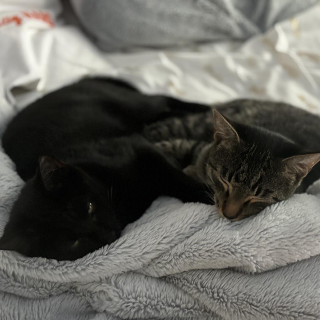 Dash, Adoptable, Adult Male Domestic Short Hair.