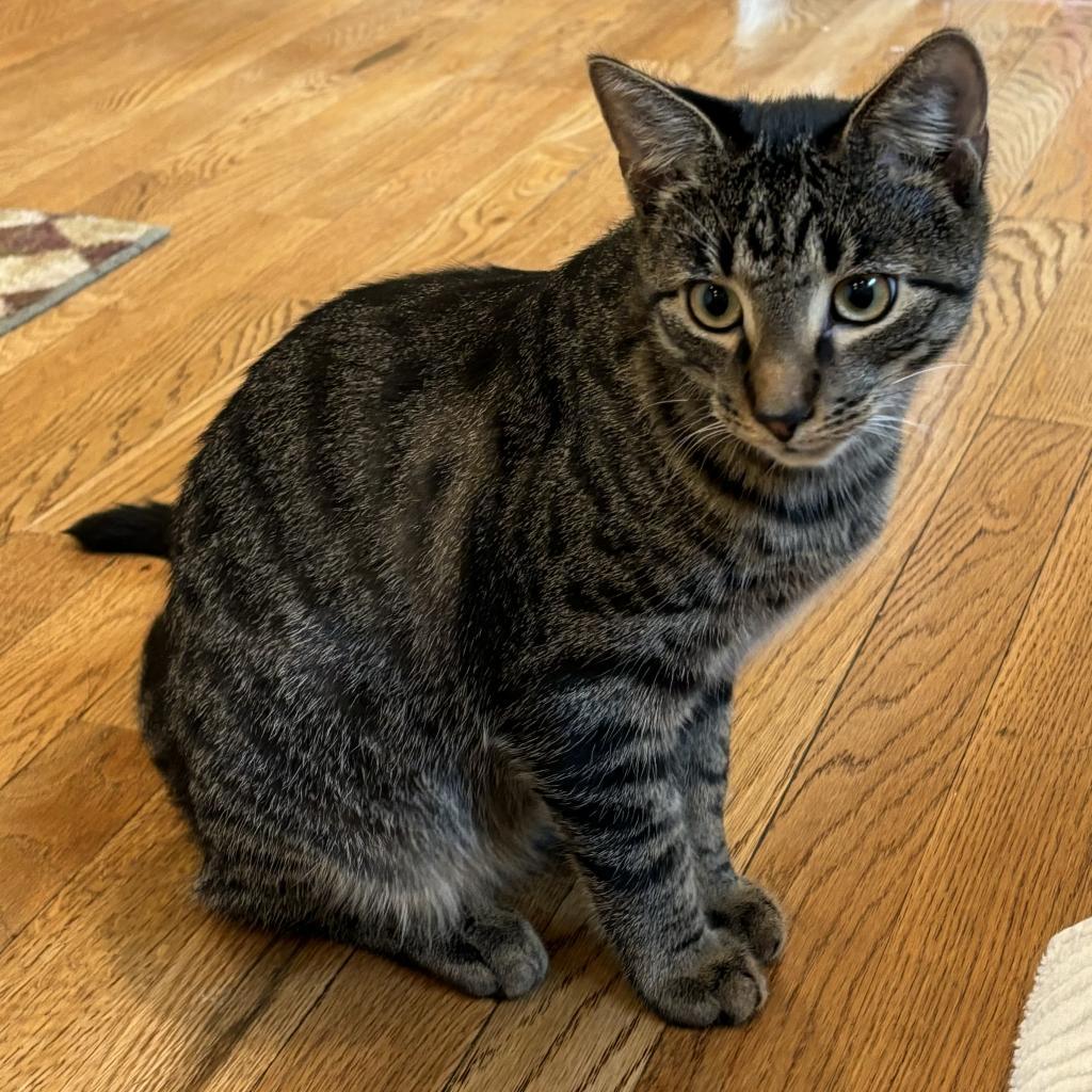 Enlarge Dash, a Adoptable Domestic Short Hair in Westport, CT image 4/6