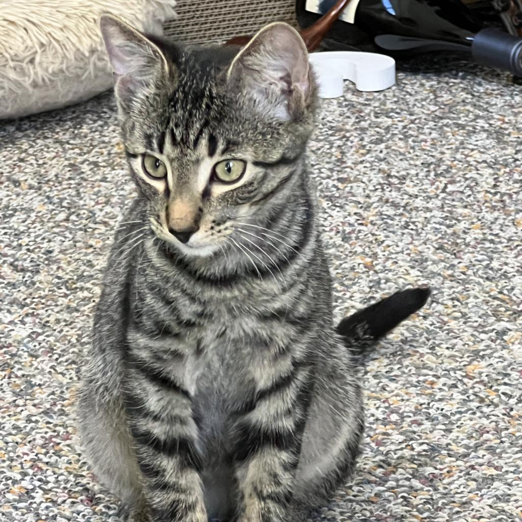 Enlarge Dash, a Adoptable Domestic Short Hair in Westport, CT image 6/6