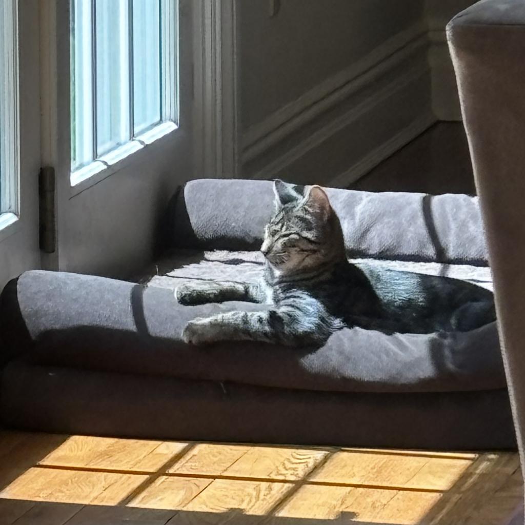 Dash, a Adoptable Domestic Short Hair in Westport, CT image 6/6