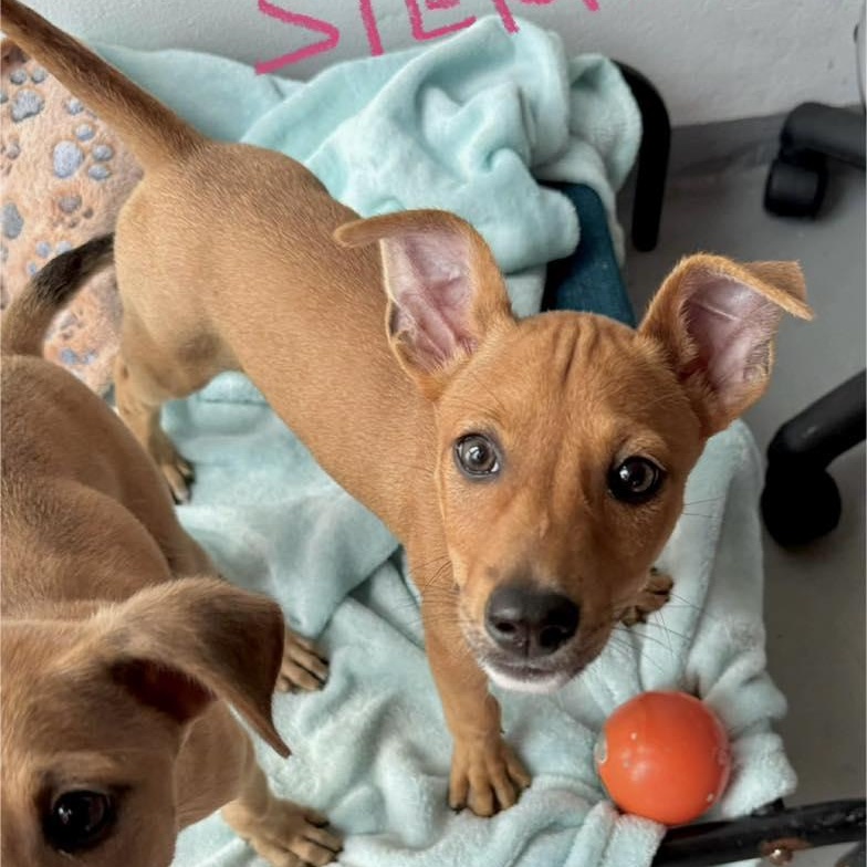 Sienna, ADOPTABLE, Puppy Female Labrador Retriever & Mixed Breed.