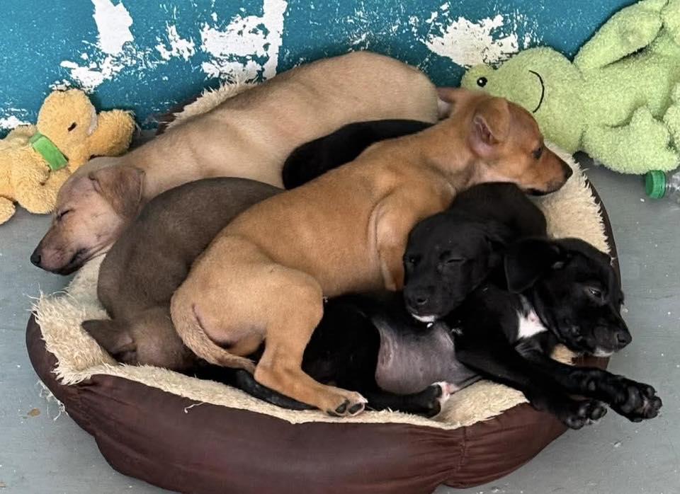 Sienna, a ADOPTABLE mixed breed in Nanuet, NY image 3/6