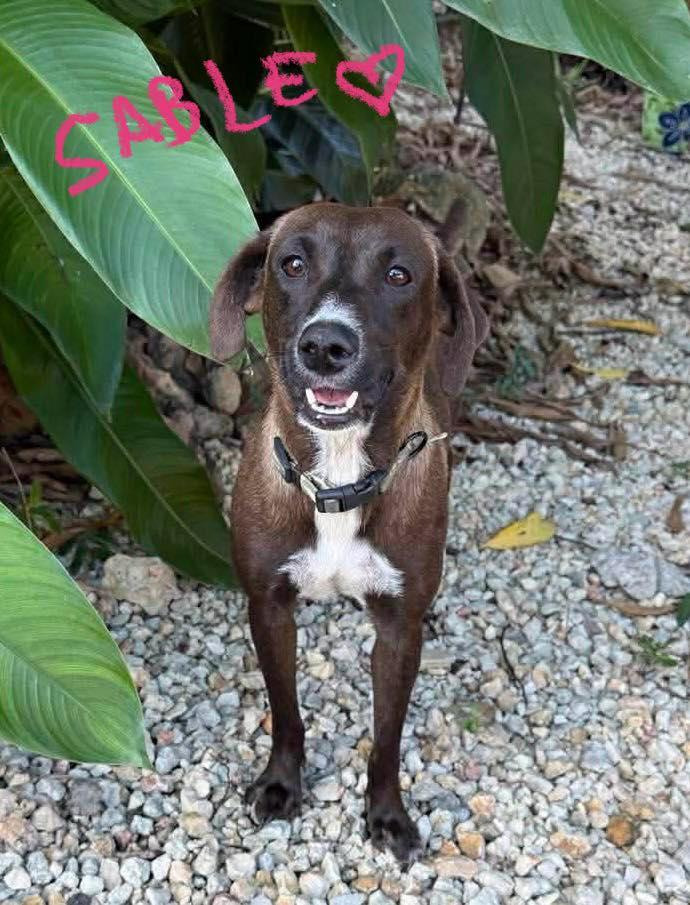 Sienna, a ADOPTABLE mixed breed in Nanuet, NY image 2/6