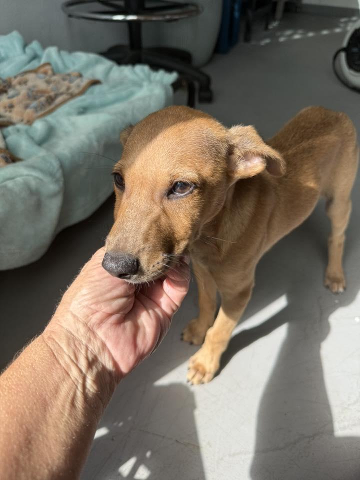 Sienna, a ADOPTABLE mixed breed in Nanuet, NY image 5/6