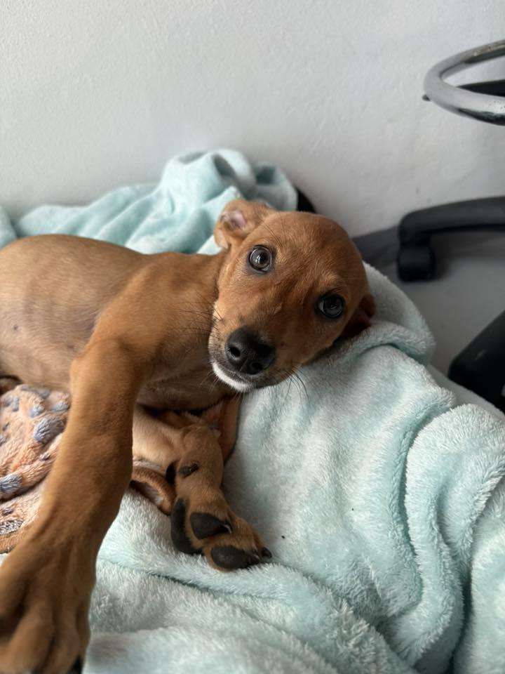 Sienna, a ADOPTABLE mixed breed in Nanuet, NY image 4/6