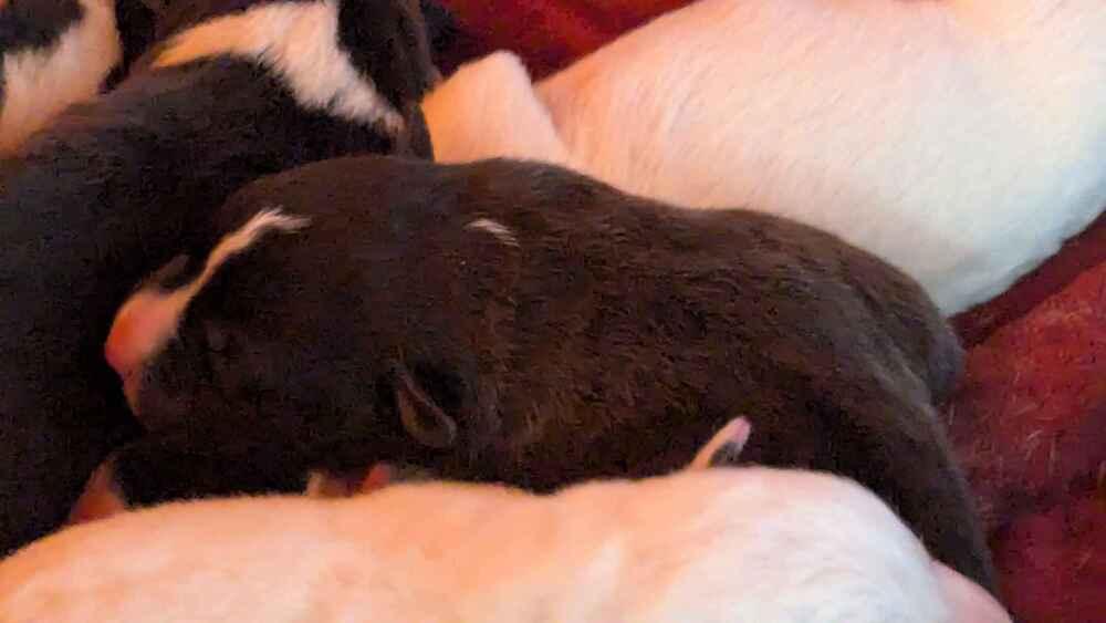 Don Julio, Adoptable, Puppy Male Mixed Breed.