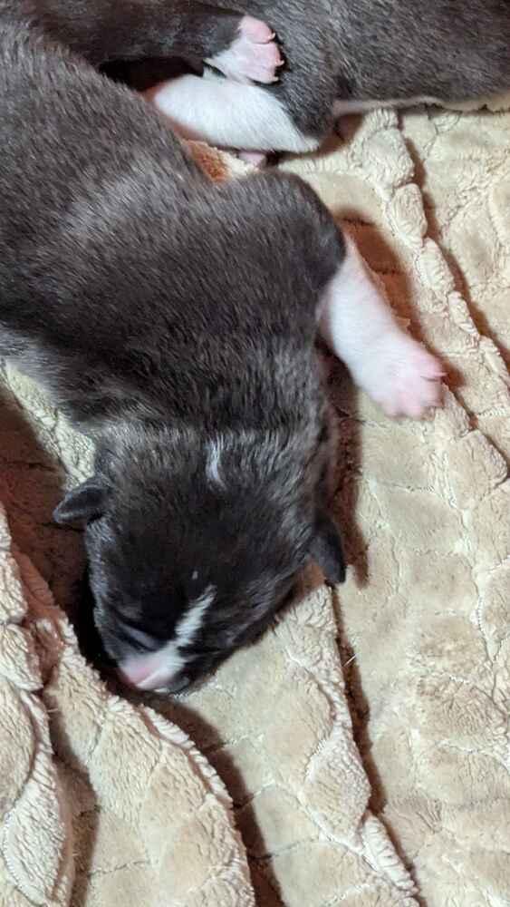 Enlarge Don Julio, a Adoptable mixed breed in Grand Rapids, MI image 2/3