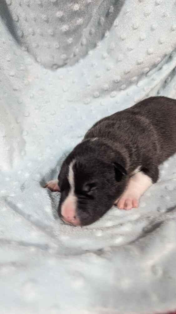 Enlarge Don Julio, a Adoptable mixed breed in Grand Rapids, MI image 3/3