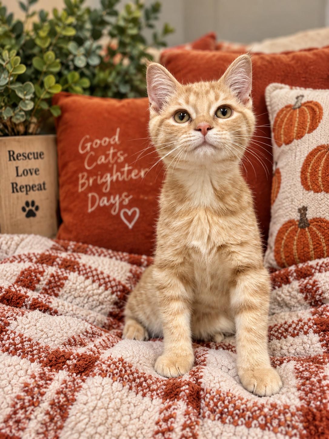 Ginger, Adoptable, Young Male Domestic Short Hair.