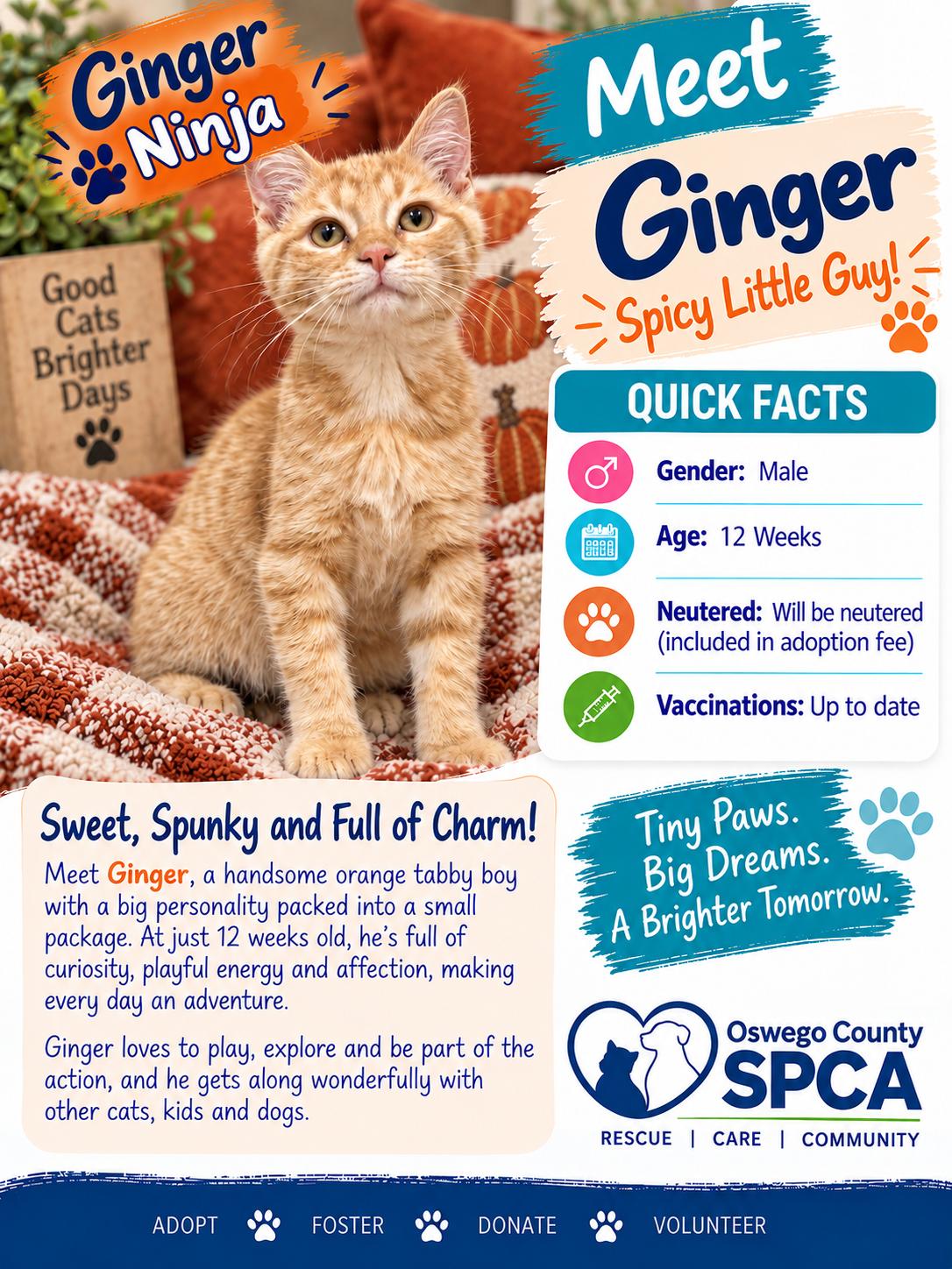 Enlarge Ginger, a Adoptable mixed breed in Fulton, NY image 3/3