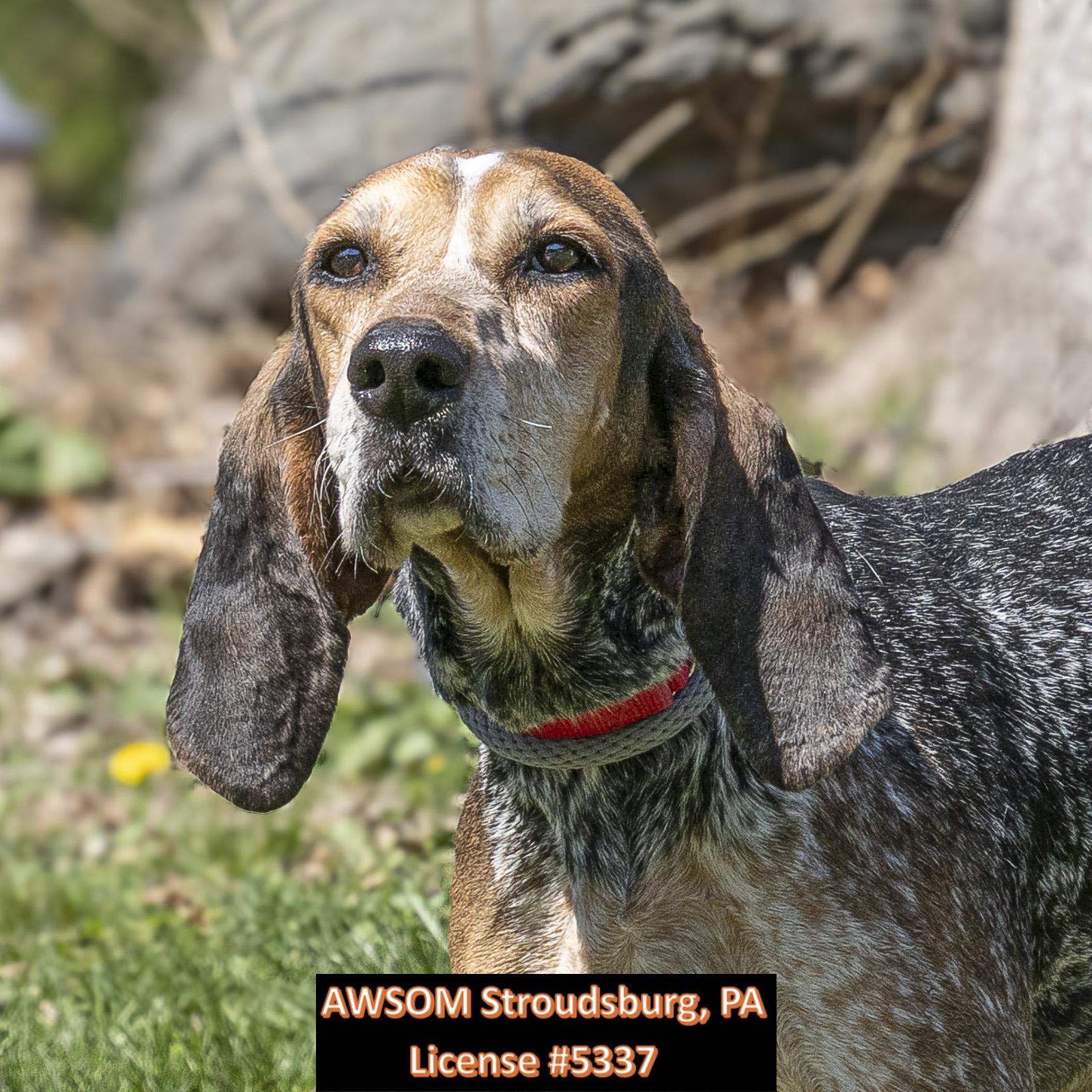 Lacy, ADOPTABLE, Adult Female Coonhound.