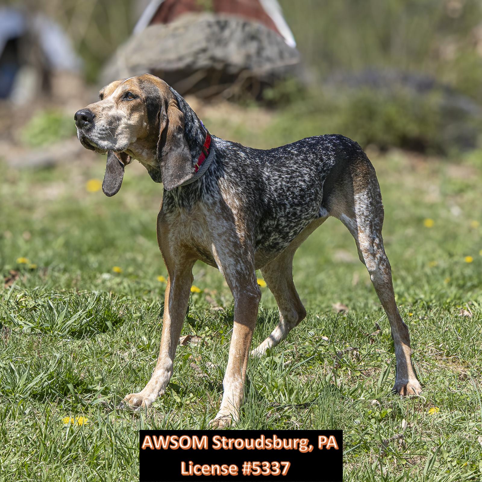 Enlarge Lacy, a ADOPTABLE mixed breed in Stroudsburg, PA image 2/2