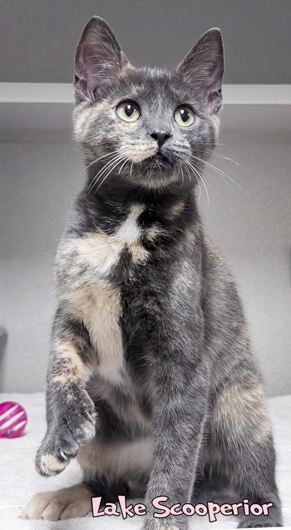 Lake Scooperior, Adoptable, Adult Female Domestic Short Hair & Domestic Short Hair.