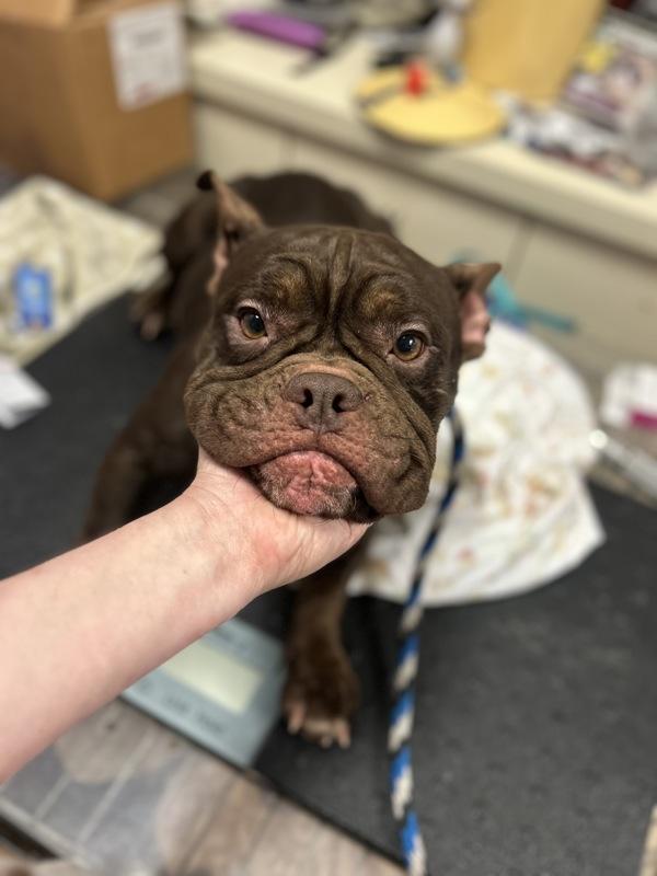 Penny, Adoptable, Adult Female French Bulldog & English Bulldog.