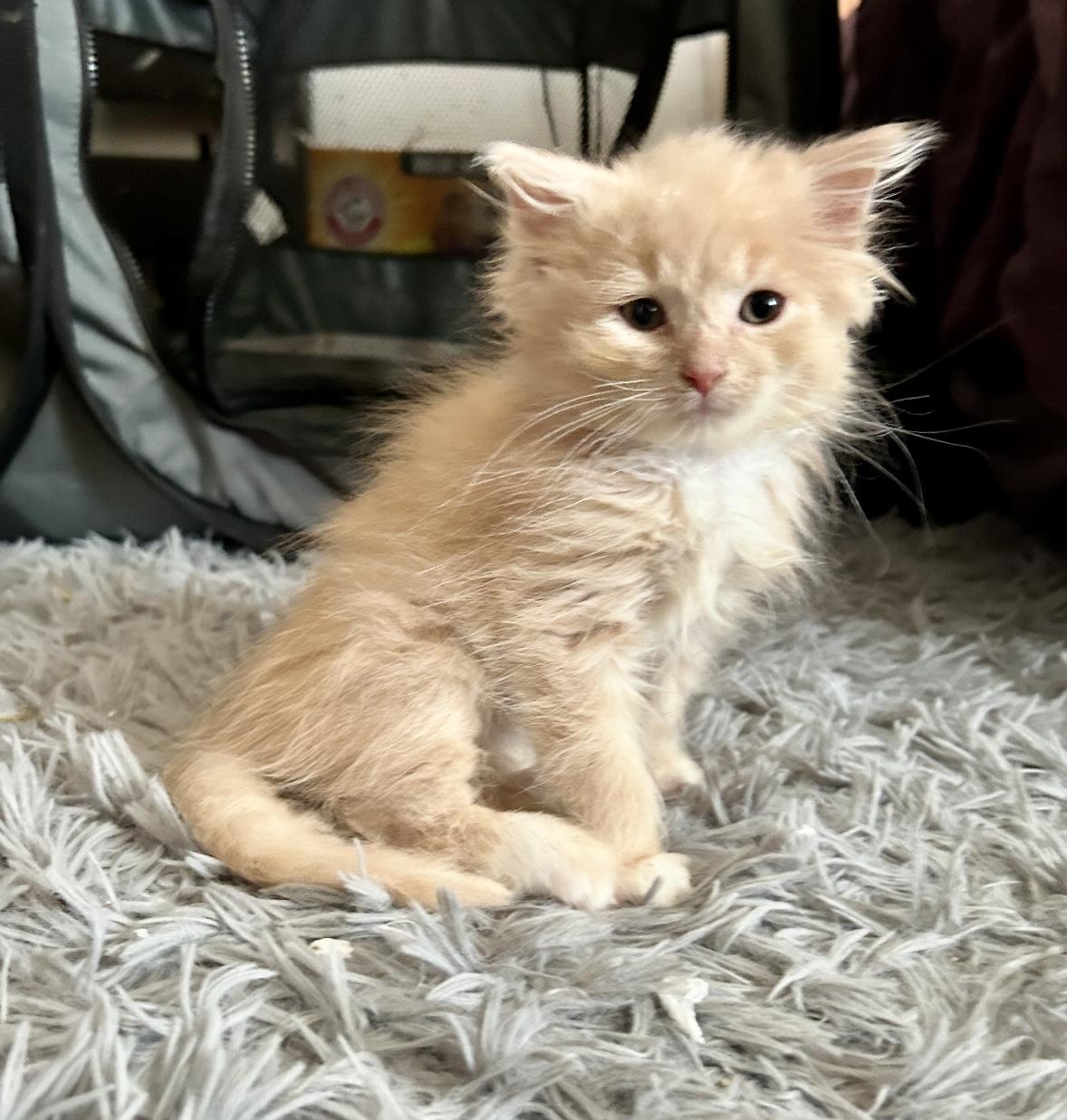 Enlarge Bill, a Adopted mixed breed in North Royalton, OH image 1/6