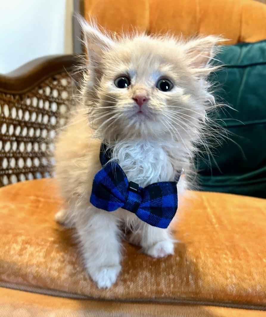 Enlarge Bill, a Adopted mixed breed in North Royalton, OH image 2/6