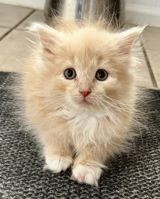 Enlarge Bill, a Adopted mixed breed in North Royalton, OH image 3/6