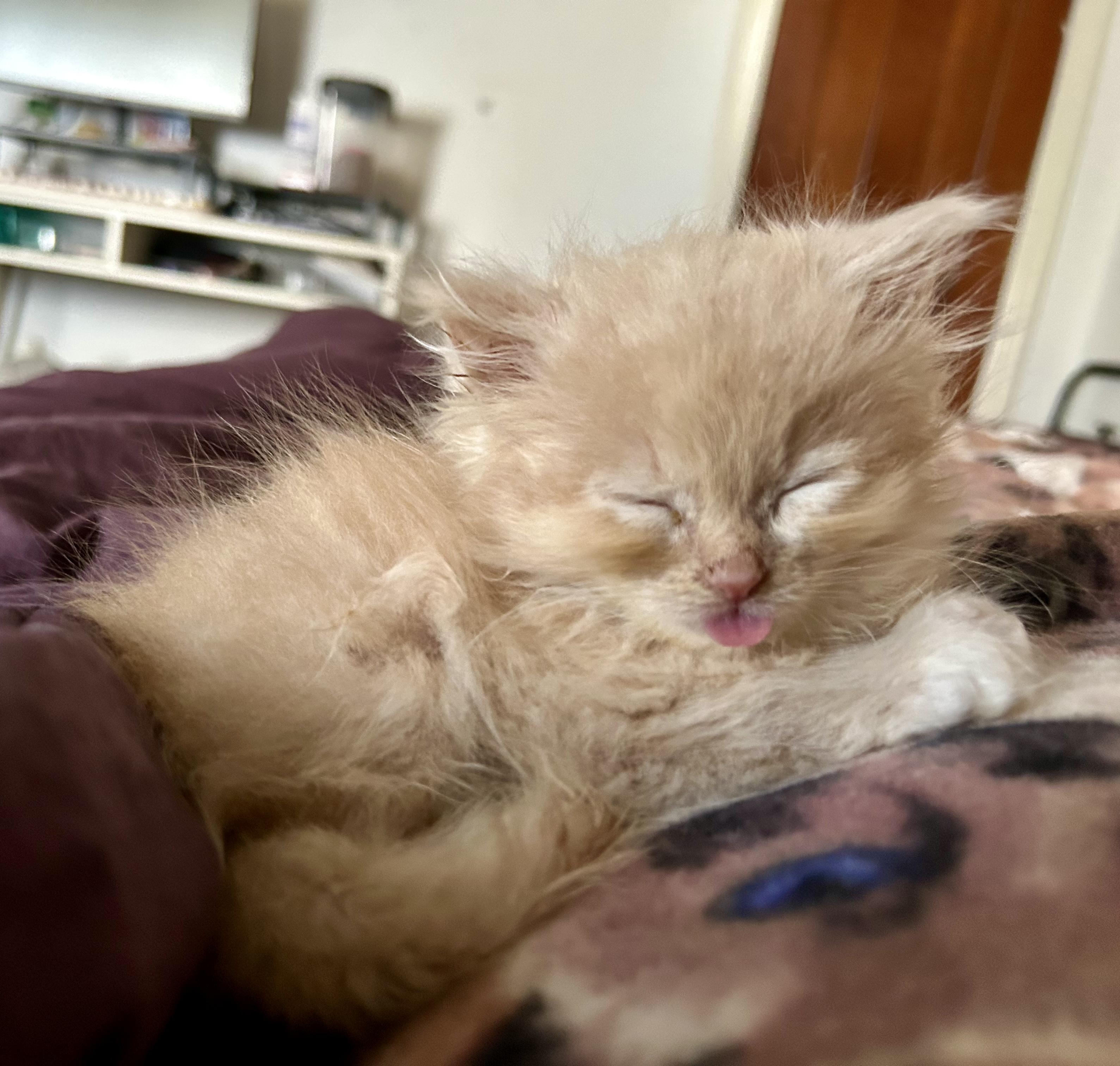 Enlarge Bill, a Adopted mixed breed in North Royalton, OH image 4/6