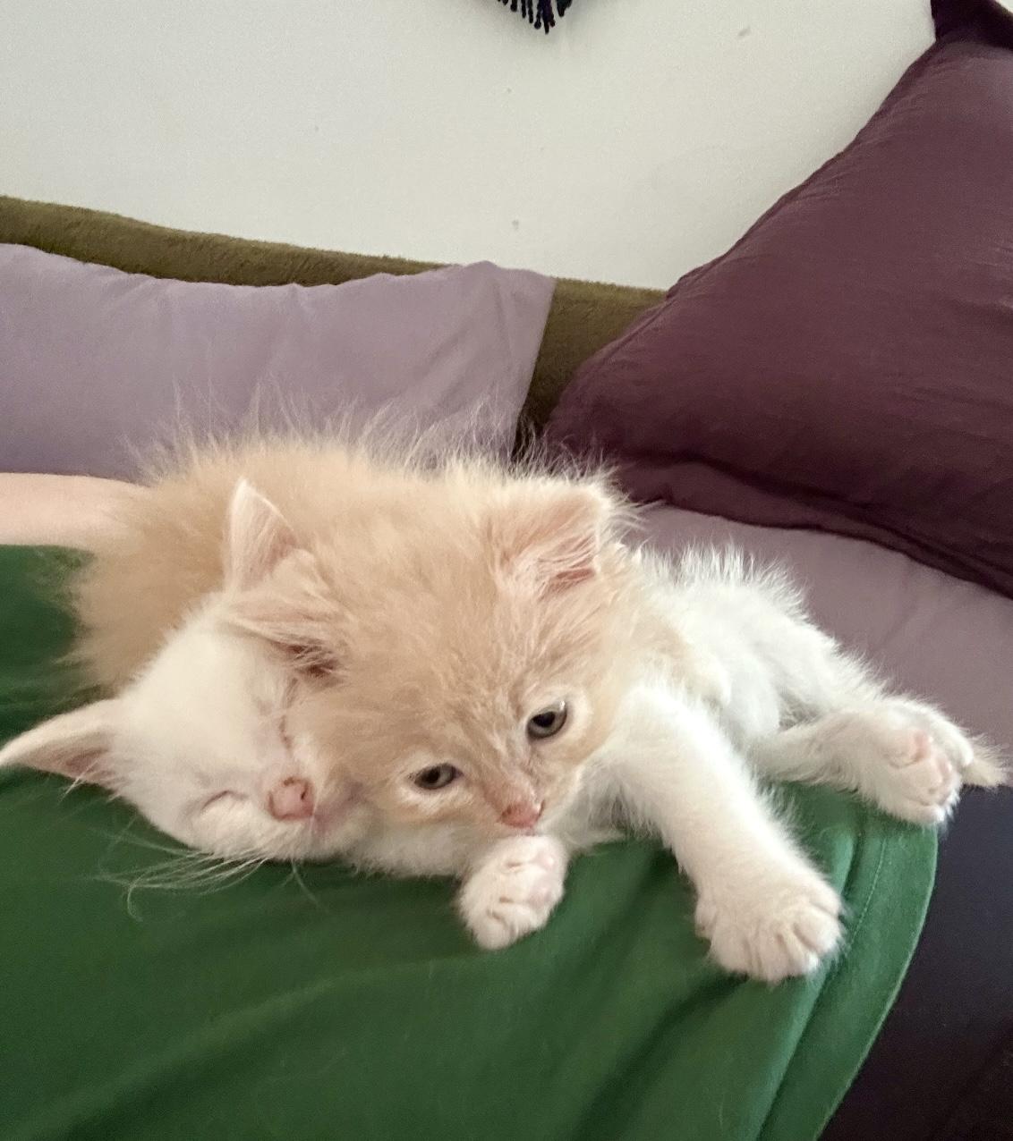 Enlarge Bill, a Adopted mixed breed in North Royalton, OH image 5/6