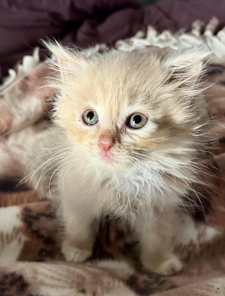 Enlarge Bill, a Adopted mixed breed in North Royalton, OH image 6/6