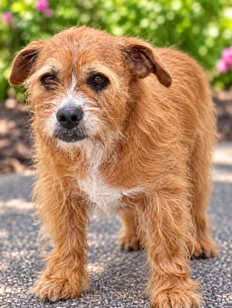 Enlarge Charlotte, a Adoptable mixed breed in West Bloomfield, MI image 1/4